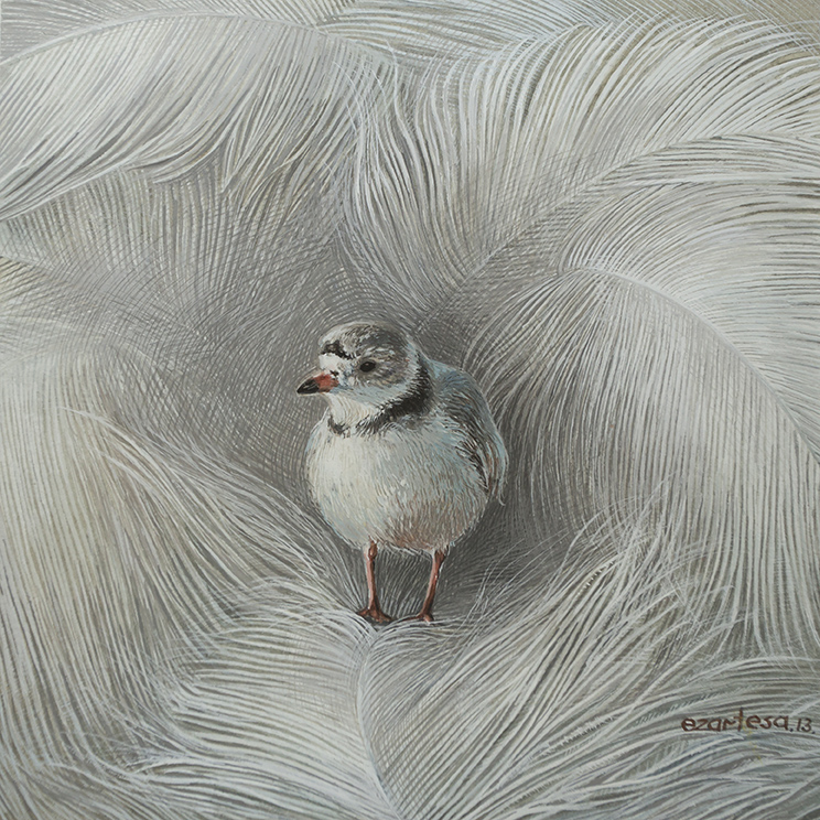 piping plover paintings for sale.
