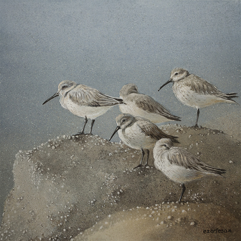 Resting Sanderlings painting for sale by Ezartesa