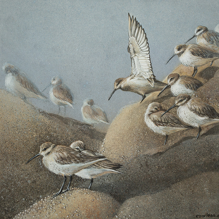 Resting Sanderlings 2 Painting. Available for sale from ezartesa.com