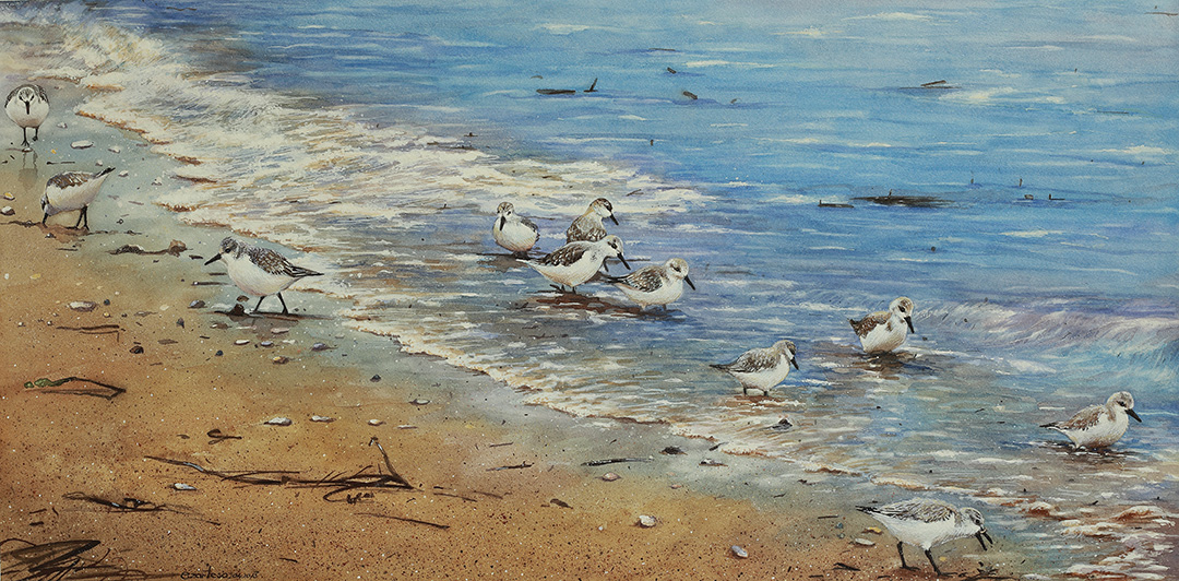 sanderlings on the beach. Watercolor paintings for sale by Ezartesa